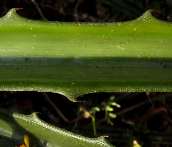 Piñuela, BROMELIA PINGUIN, spines on blade margins