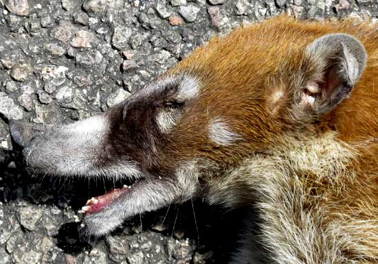 White-nosed Coati, NASUA NARICA, snout