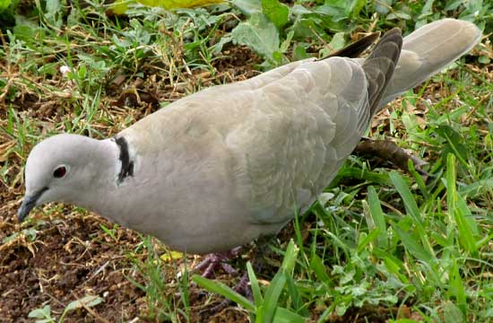 Eurasian Collared Dove, STREPTOPELIA DECAOCTO, in park