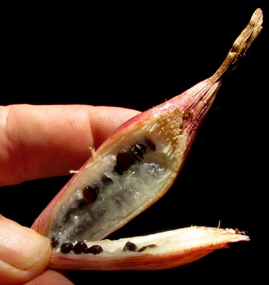 Piñuela, BROMELIA KARATAS, open fruit showing seeds