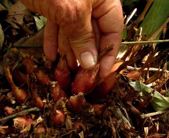 Piñuela, BROMELIA KARATAS, removing mature fruit