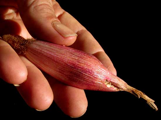 Piñuela, BROMELIA KARATAS, mature fruit