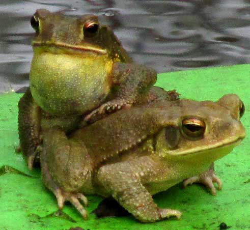 Gulf Coast Toad, BUFO VALLICEPS, vocal pouch