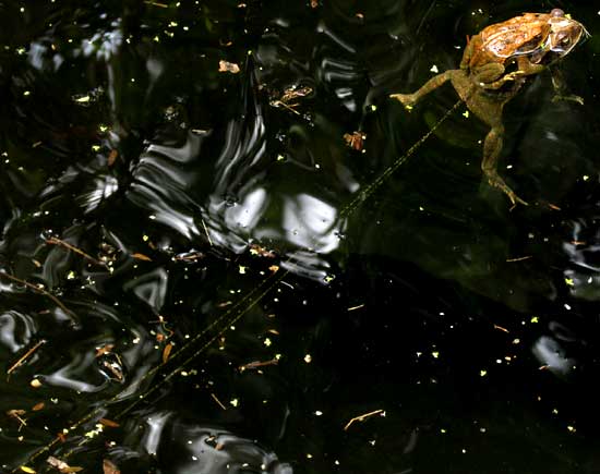 Gulf Coast Toad, BUFO VALLICEPS, male atop egg-extruding female