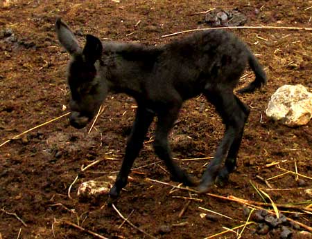 baby burro running