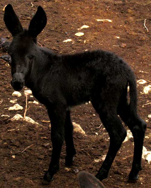 burro foal 3 days old