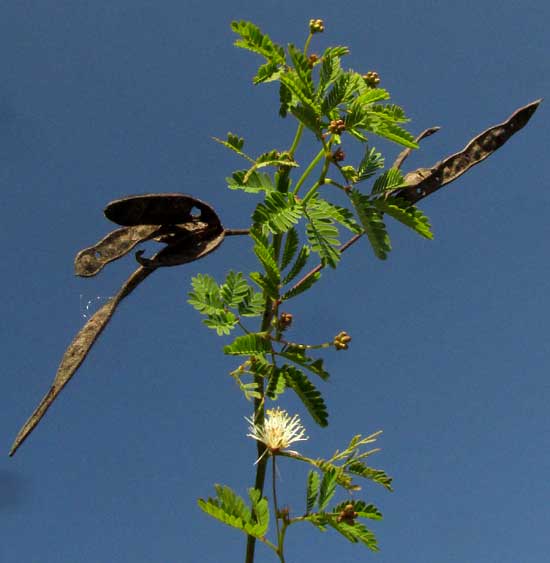 DESMANTHUS VIRGATUS, leaves and mature legumes