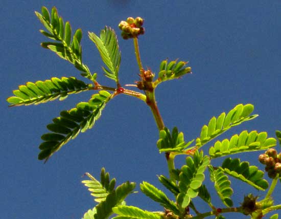 DESMANTHUS VIRGATUS, leaves and head of flower buds