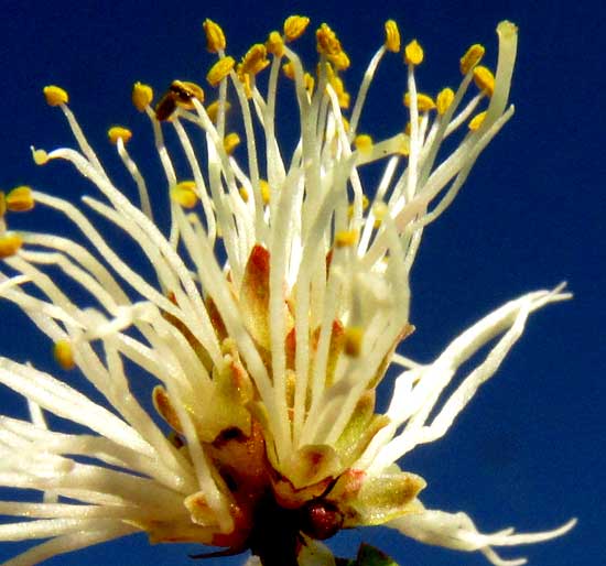 DESMANTHUS VIRGATUS, individual flowers in head