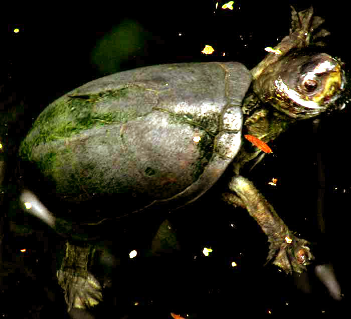 White-lipped Mud Turtle, KINOSTERNON LEUCOSTOMUM, showing white lips