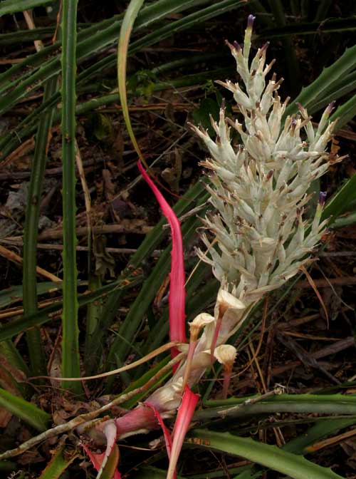 Piñuela, BROMELIA PINGUIN, open inflorescence