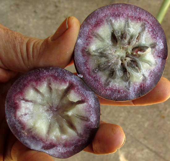 Star-Apple or Caimito, CHRYSOPHYLLUM CAINITO, star in the apple