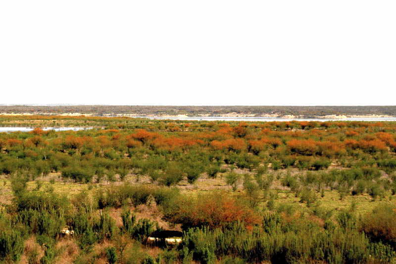 Huisache or Sweet Acacia, VACHELLIA [ACACIA] FARNESIANA