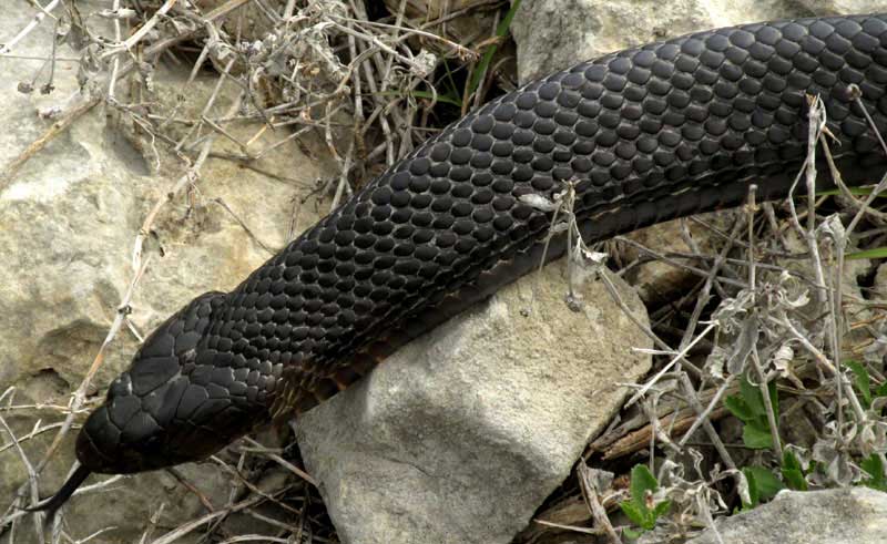 Tropical Indigo Snake, DRYMARCHON CORAIS, spreading head and inflated body
