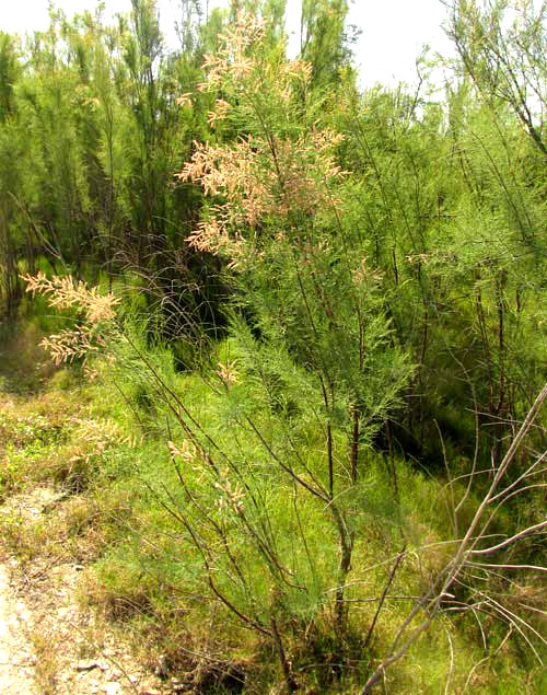 Tamarisk,  TAMARIX RAMOSISSIMA