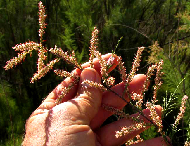 Tamarisk,  TAMARIX RAMOSISSIMA, flowering head