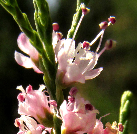 Tamarisk,  TAMARIX RAMOSISSIMA, flowers