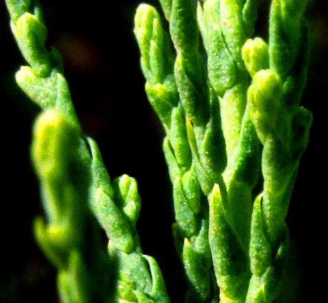 Tamarisk,  TAMARIX RAMOSISSIMA, leaves