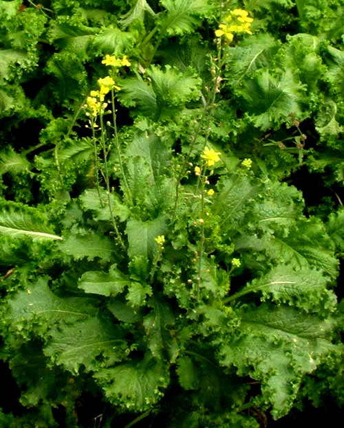 Southern Giant Mustard, BRASSICA JUNCEA, flowering