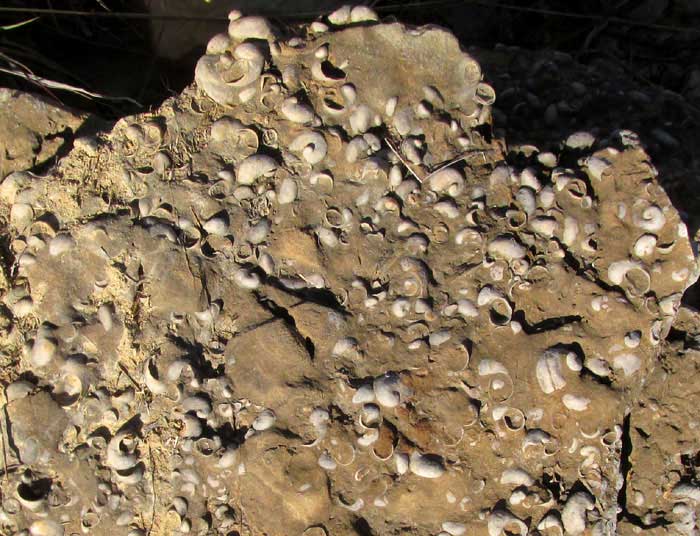 FOSSILS IN THE DEL RIO CLAY