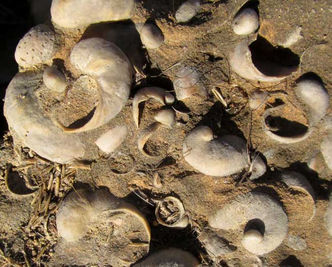 FOSSILS IN THE DEL RIO CLAY, close-up