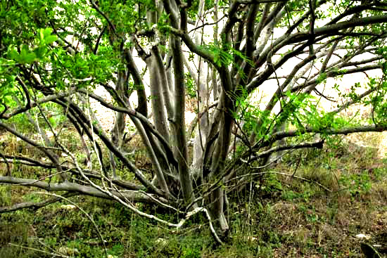 Texas Persimmon, DIOSPYROS TEXANA, trunk