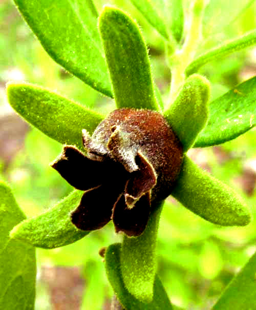 Texas Persimmon, DIOSPYROS TEXANA, dry, brown flower