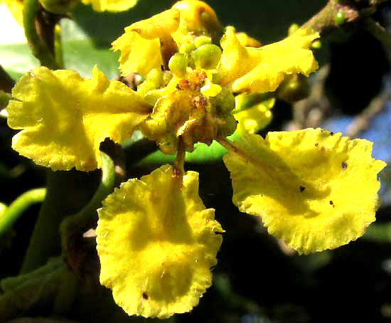 STIGMAPHYLLON LINDENIANUM, flower