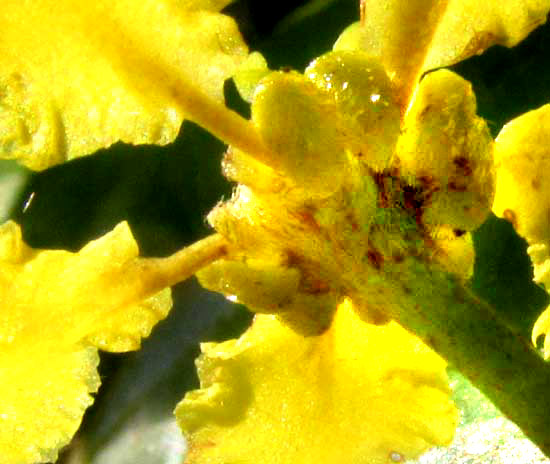 STIGMAPHYLLON LINDENIANUM, flower from below showing glands