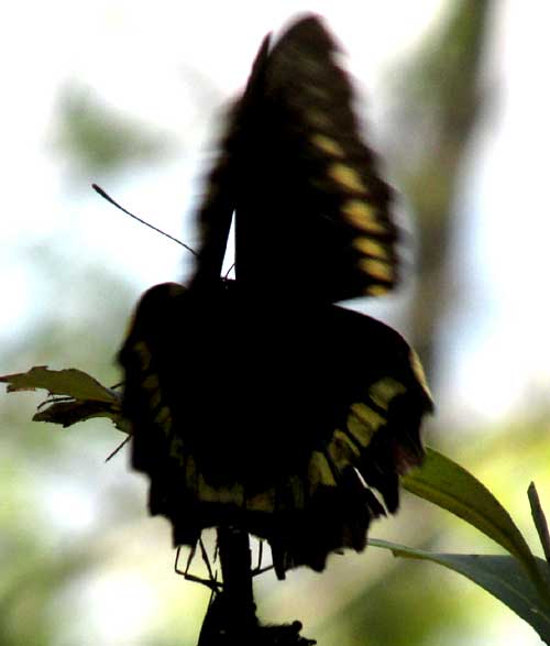 Polydamas Swallowtail, BATTUS POLYDAMAS, view from behind mating pair