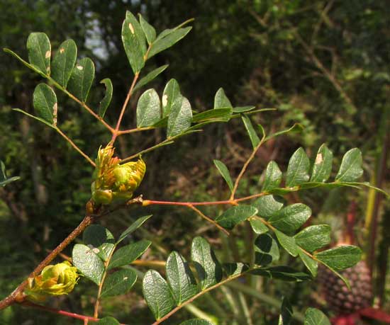 Yucatan Caesalpinia, CAESALPINIA YUCATANENSIS, glands on emerging leaves