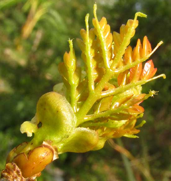Yucatan Caesalpinia, CAESALPINIA YUCATANENSIS, glands on emerging leaf