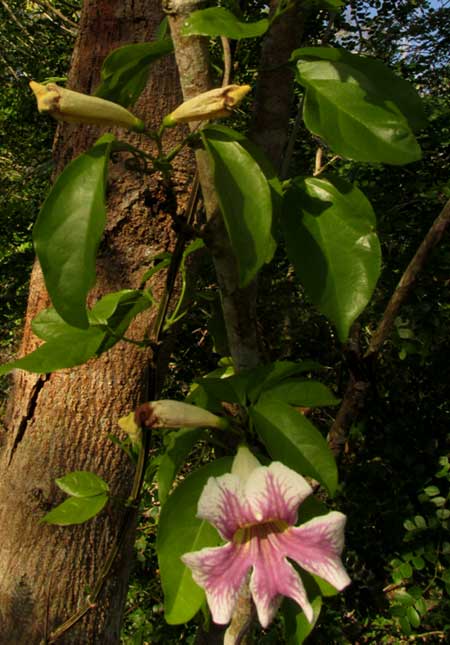 CYDISTA POTOSINA, white flower