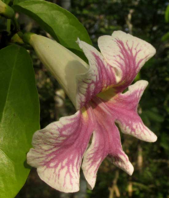 CYDISTA POTOSINA, white flower form