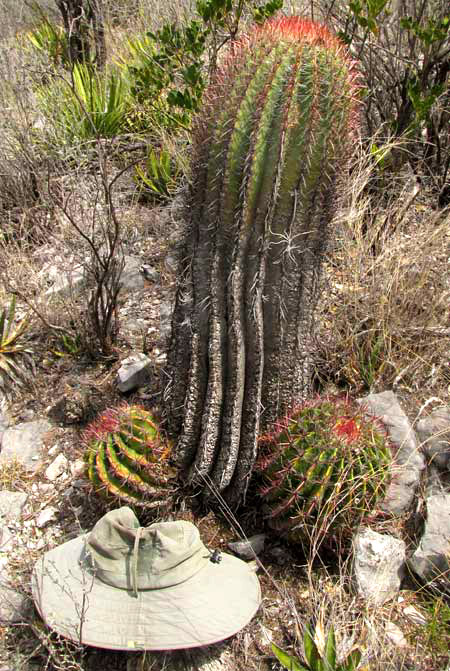 Fire Barrel Cactus, FEROCACTUS STAINESII ssp PILOSUS