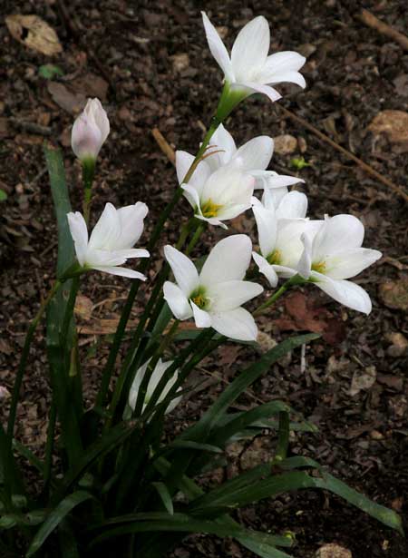 Rain Lily, ZEPHYRANTHES CANDIDA