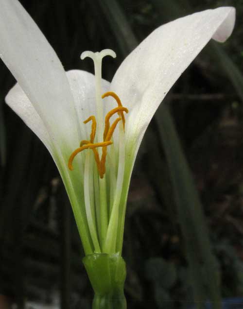 Rain Lily, ZEPHYRANTHES CANDIDA, longitudinal section of flower