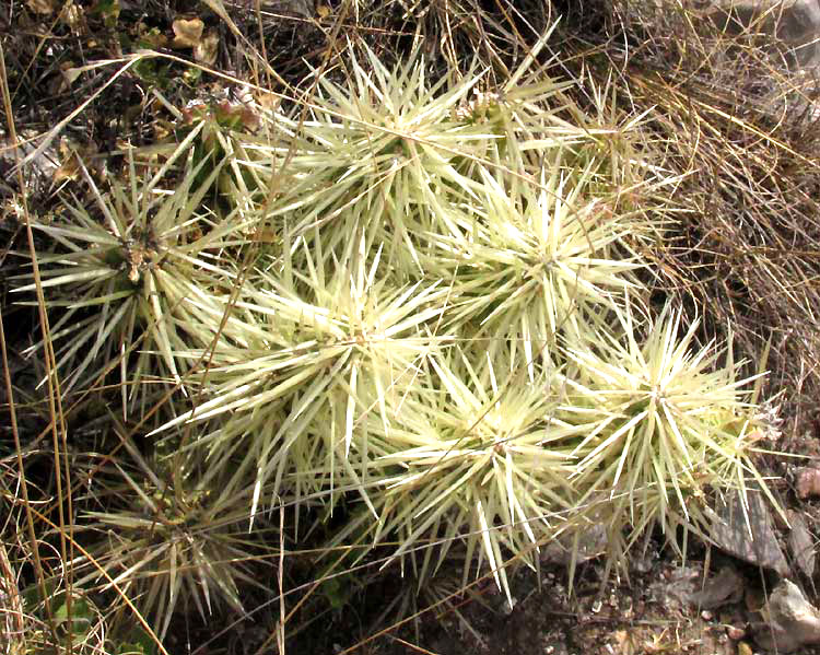 Sheathed Cholla, CYLINDROPUNTIA TUNICATA