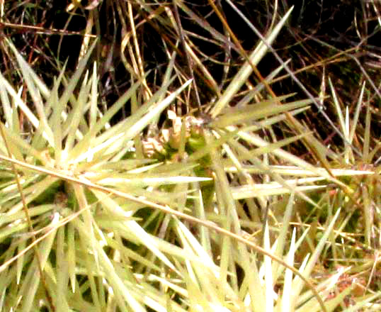 Sheathed Cholla, CYLINDROPUNTIA TUNICATA, spine clusters