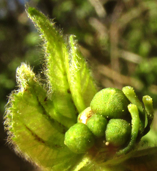 Spurgecreeper, DALECHAMPIA SCANDENS, buds of male flowers and stigmas