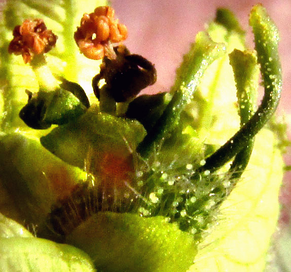 Spurgecreeper, DALECHAMPIA SCANDENS, male flowers and stigmas