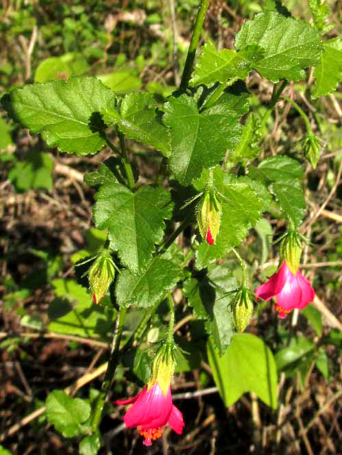 Fairy Hibiscus, HIBISCUS POEPPIGII