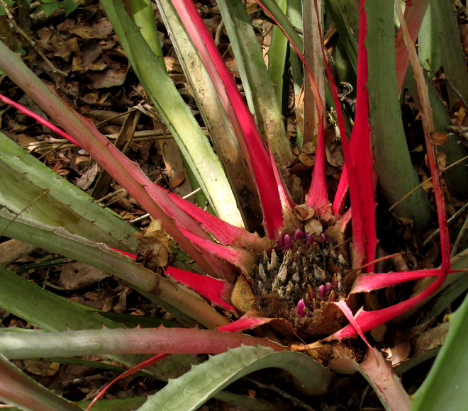 Piñuela, BROMELIA KARATAS, flowering