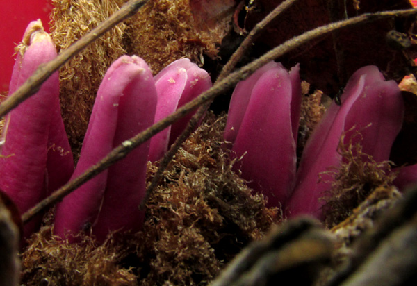 Piñuela, BROMELIA KARATAS, flowers