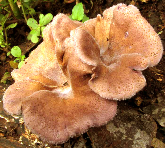 aff. Cantharellus melanoxeros, caps