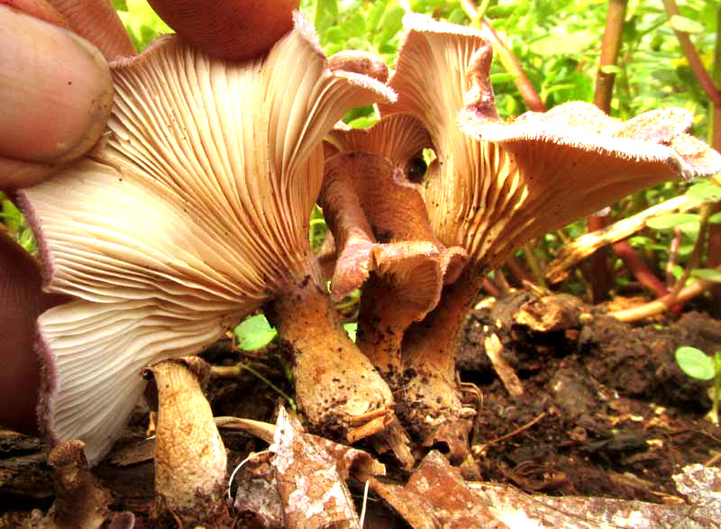 aff. Cantharellus melanoxeros, gills