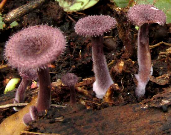 aff. Cantharellus melanoxeros, purplish immature