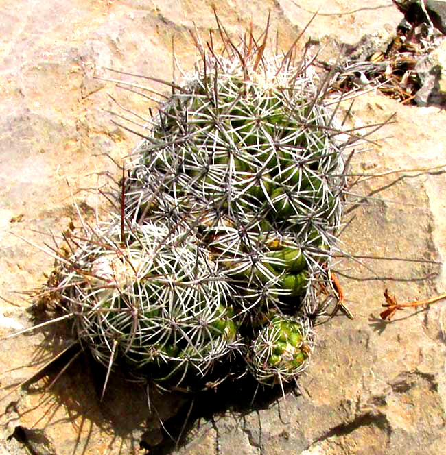 CORYPHANTHA SALINENSIS