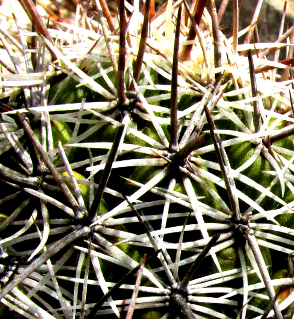 CORYPHANTHA SALINENSIS, spines