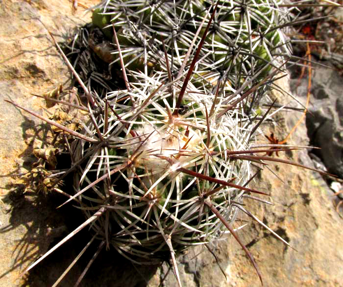 CORYPHANTHA SALINENSIS, white-woolly top